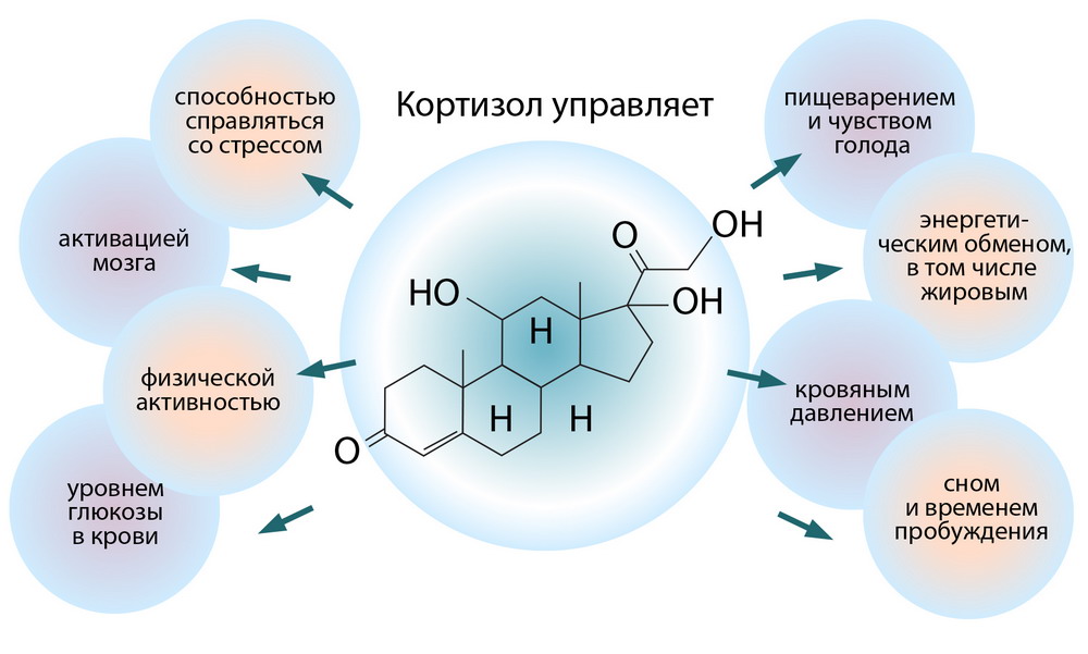 Как кортизол влияет на организм