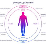 Циркадные ритмы и гормоны: как внутренние часы регулируют работу организма Циркадные ритмы и гормоны: как внутренние часы регулируют работу организма