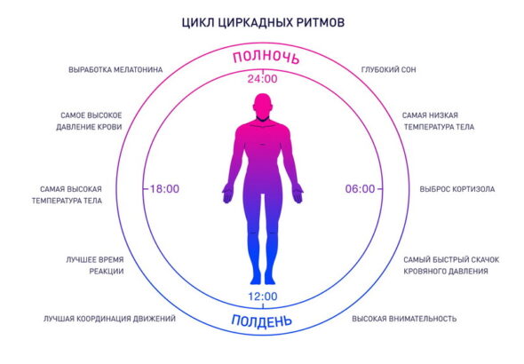 Циркадные ритмы и гормоны: как внутренние часы регулируют работу организма