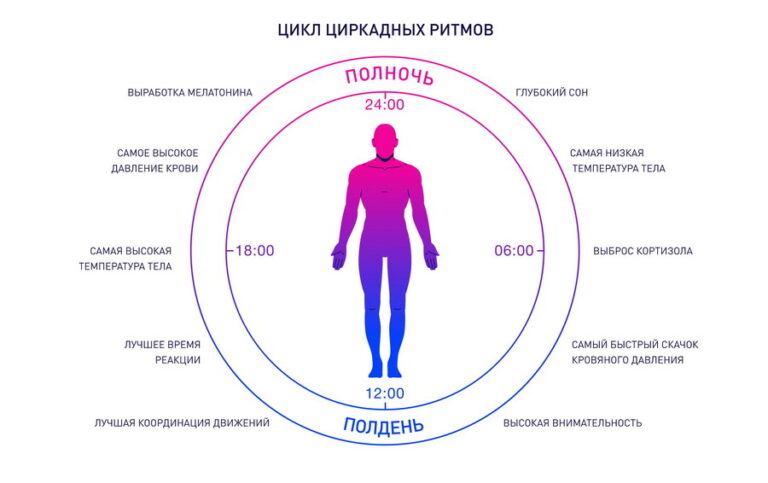 Циркадные ритмы и гормоны: как внутренние часы регулируют работу организма