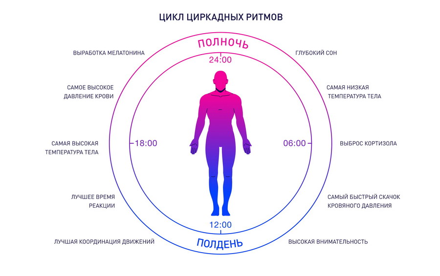 Циркадные ритмы и гормоны: как внутренние часы регулируют работу организма